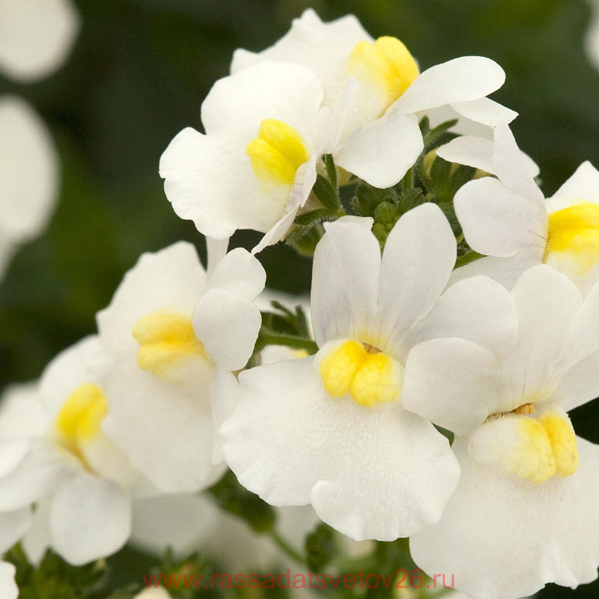 Nemesia sun2 White Perfume