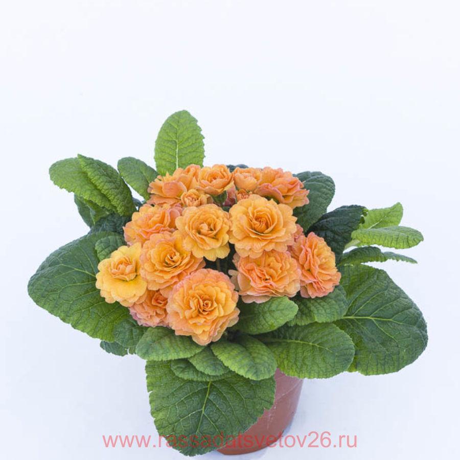 Примула беларина. Примула балерина Sweet Apricot. Примула Belarina Mandarin. Примула Belarina Pink Ice. Примула Primula prima Belarina Mandarin.