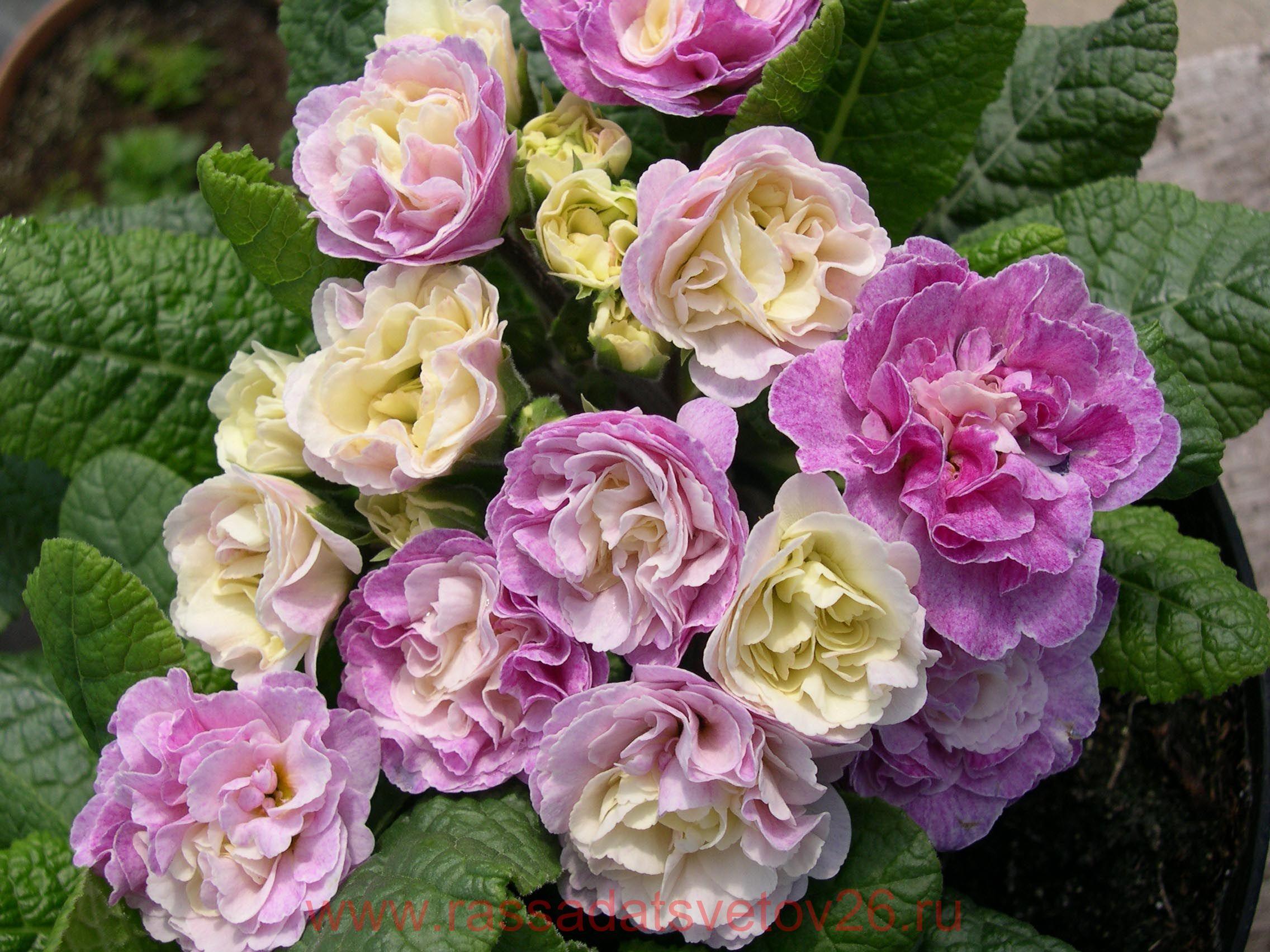 Примула беларина. Примула Belarina Pink Ice. Примула Belarina Pink Champagne. Примула Primula Belarina Pink Ice. Примула махровая Belarina.