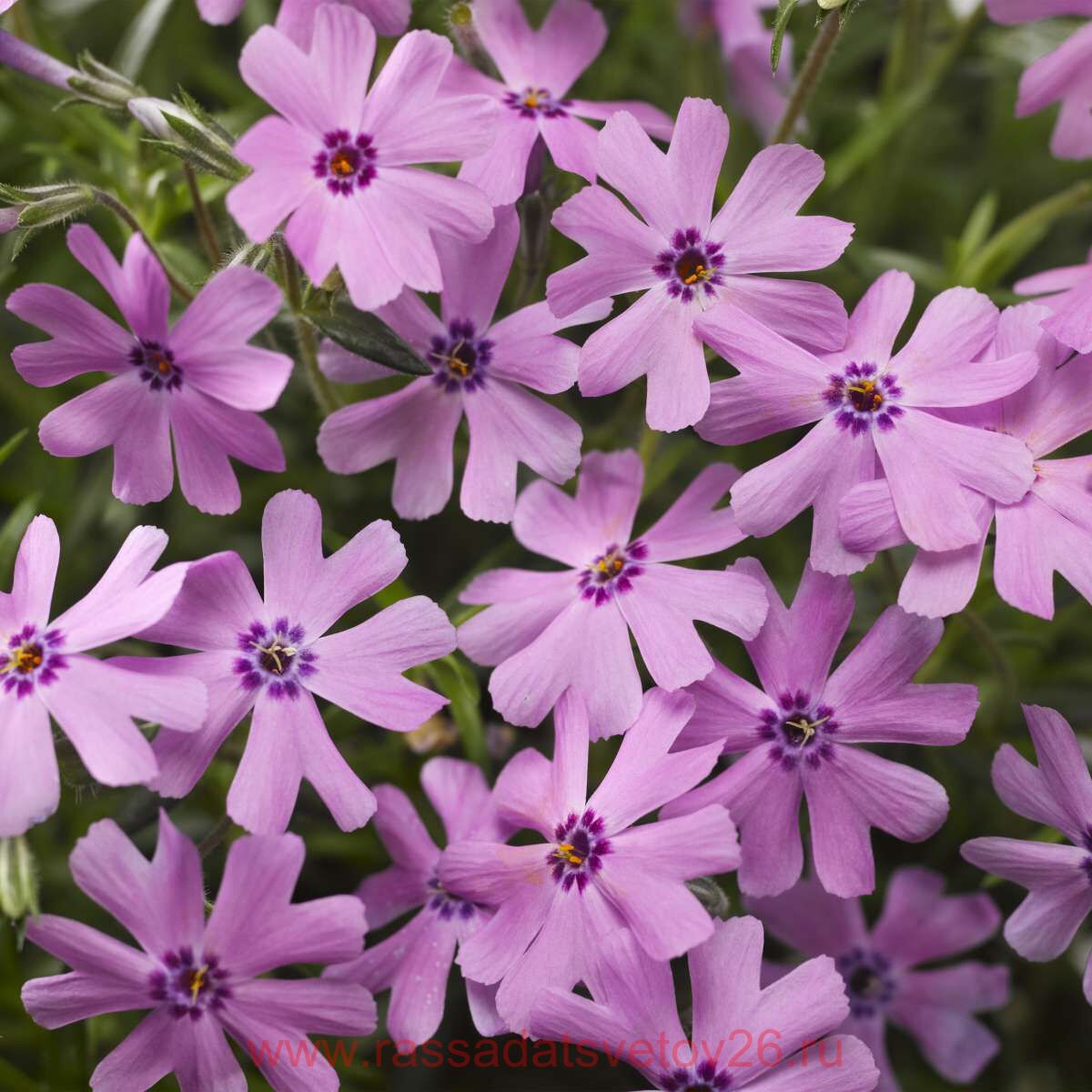 Флокс шиловидный (Phlox subulata)