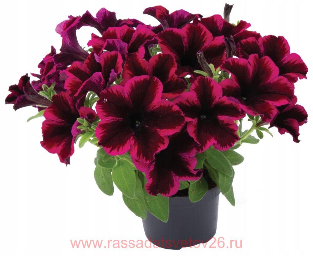 Петуния Petunia Galaxy Lilac 128